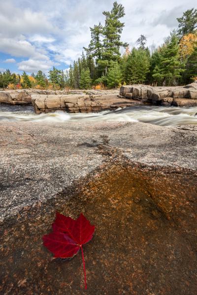 Red Maple Leaf on the Rocks