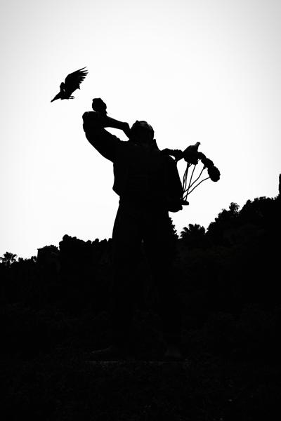 Biznaguero y Palomas